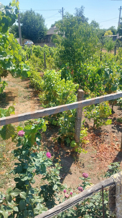Casă situată în zona Cobadin